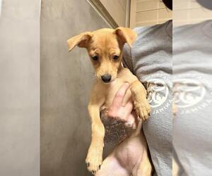 Chihuahua-Unknown Mix Dogs for adoption in Santa Cruz, CA, USA
