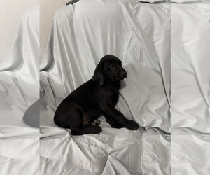 Labrador Retriever Puppy for sale in SIERRA VISTA, AZ, USA