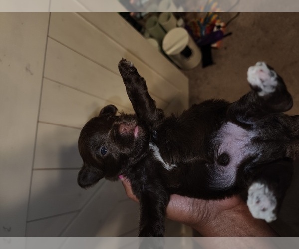 Medium Photo #4 YorkiePoo Puppy For Sale in BLUE MOUND, TX, USA