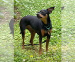 Small #3 Miniature Pinscher