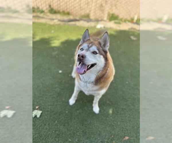 Medium Photo #1 Siberian Husky Puppy For Sale in Chula Vista, CA, USA