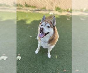 Siberian Husky Dogs for adoption in Chula Vista, CA, USA