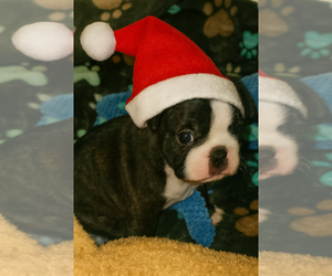 Faux Frenchbo Bulldog Puppy for Sale in FT MYERS, Florida USA