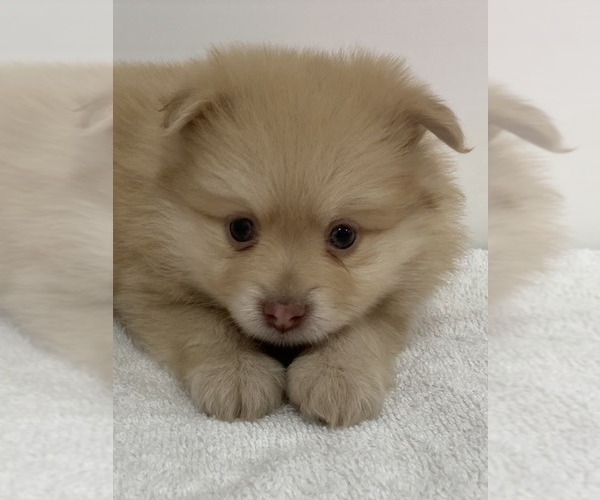 Medium Photo #2 Pomeranian Puppy For Sale in DOWNING, MO, USA