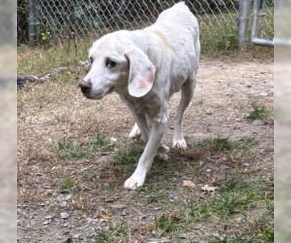 Medium Photo #4 Mutt Puppy For Sale in Glen Allen, VA, USA