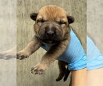 Small #1 Mutt
