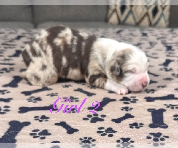 Medium Photo #4 Australian Shepherd Puppy For Sale in SALISBURY, NC, USA