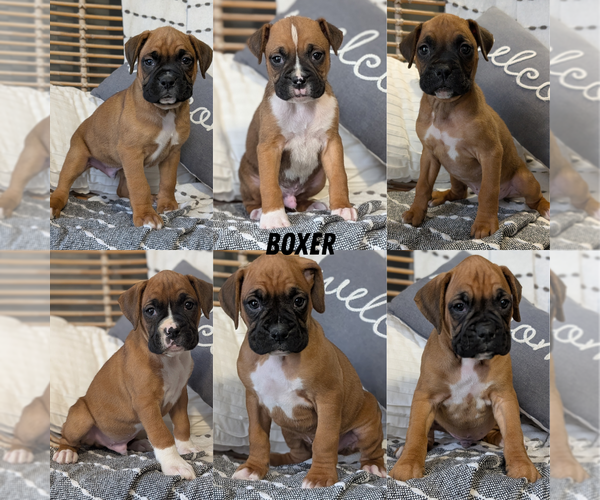 Medium Photo #8 Boxer Puppy For Sale in GOSHEN, IN, USA