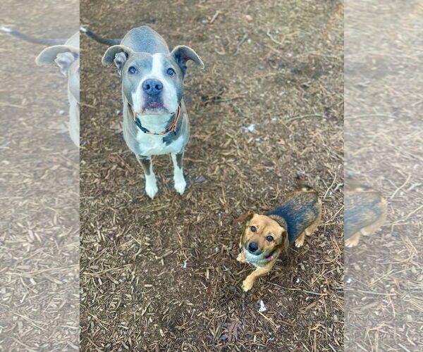 Medium Photo #5 Mutt Puppy For Sale in Mount Laurel, NJ, USA