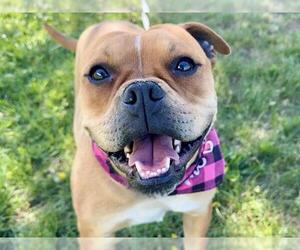 American Pit Bull Terrier-Bulldog Mix Dogs for adoption in Pueblo, CO, USA