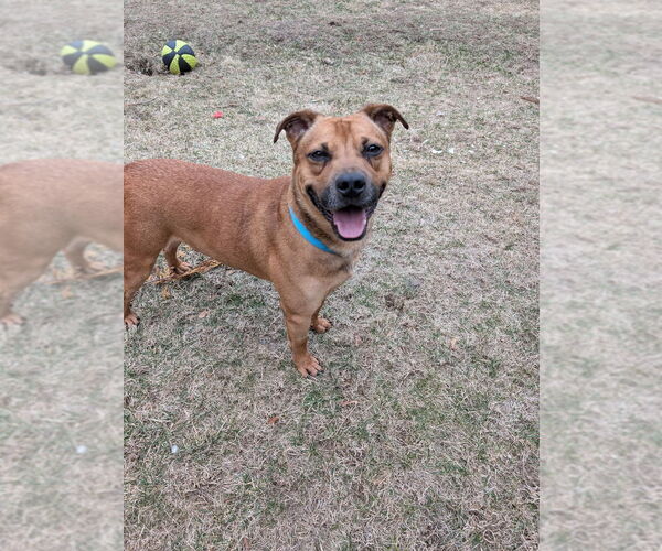 Medium Photo #3 American Pit Bull Terrier-Labrador Retriever Mix Puppy For Sale in Brewster, NY, USA