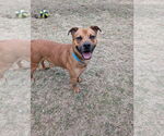 Small #2 American Pit Bull Terrier-Labrador Retriever Mix