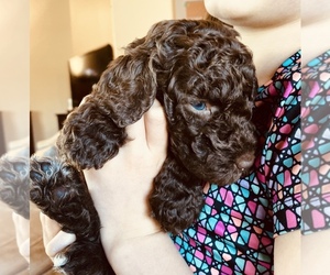 Goldendoodle Puppy for sale in CORNING, CA, USA