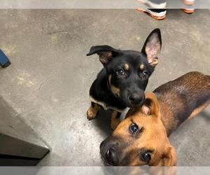 German Shepherd Dog-Unknown Mix Dogs for adoption in Tulsa, OK, USA