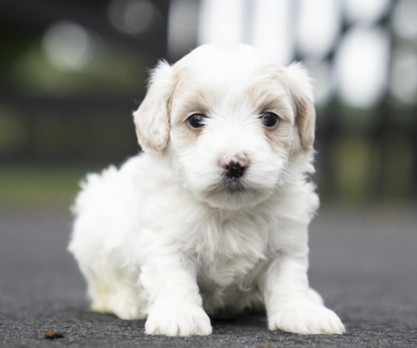 Medium Photo #1 Bichpoo-Maltipoo Mix Puppy For Sale in LEESBURG, VA, USA