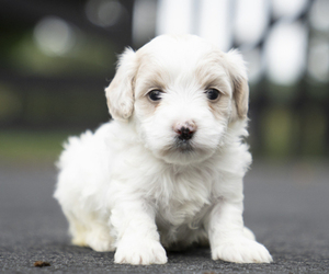 Bichpoo-Maltipoo Mix Puppy for sale in LEESBURG, VA, USA