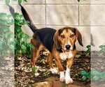 Small #4 Beagle