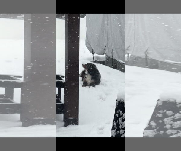 Medium Photo #3 Bernese Mountain Dog Puppy For Sale in Landenberg, PA, USA