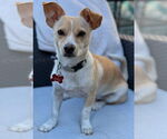 Small #9 Chihuahua Mix