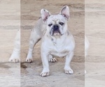 Small Photo #1 French Bulldog Puppy For Sale in AGOURA HILLS, CA, USA