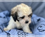 Small Photo #24 Zuchon Puppy For Sale in RENO, NV, USA