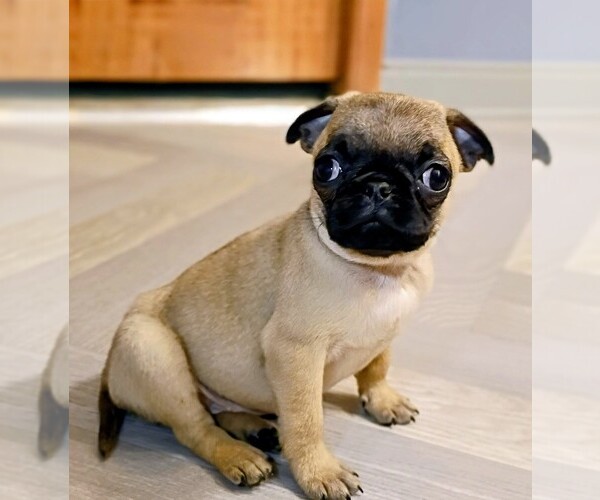 Medium Photo #12 Pug Puppy For Sale in SAINT PAUL, MN, USA