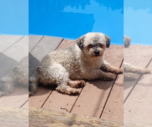 Father of the Havanese puppies born on 12/01/2025