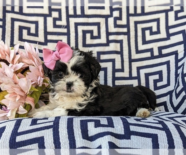 Medium Photo #5 Shih Tzu Puppy For Sale in KIRKWOOD, PA, USA