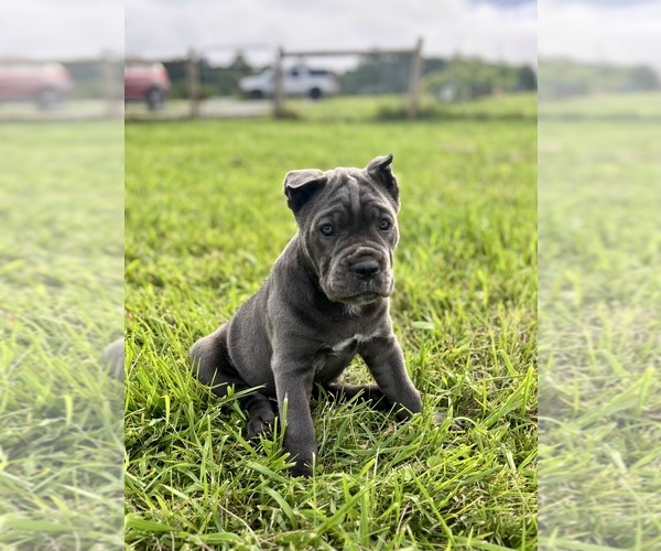 Medium Photo #3 Cane Corso Puppy For Sale in CLARKRANGE, TN, USA