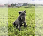 Small #2 Cane Corso