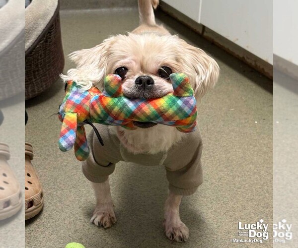 Medium Photo #1 Pekingese-Unknown Mix Puppy For Sale in Washington, DC, USA