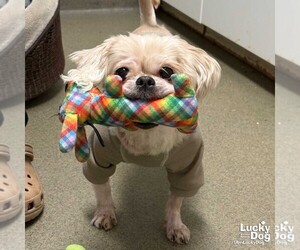 Pekingese-Unknown Mix Dogs for adoption in Washington, DC, USA