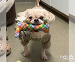 Small Pekingese Mix