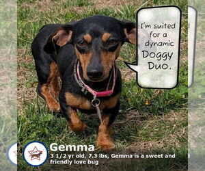 Dachshund Dogs for adoption in Shelbyville, TN, USA