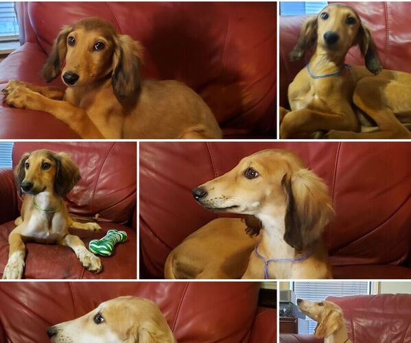 View Ad Saluki Puppy for Sale near Florida, TALLAHASSEE, USA. ADN232395