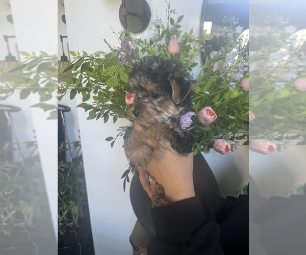 Medium Photo #2 Morkie-Yorkie-ton Mix Puppy For Sale in PLAINFIELD, IL, USA