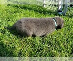 Small Photo #4 Labrador Retriever Puppy For Sale in MC COOK, NE, USA