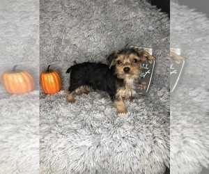 Yorkshire Terrier Puppy for sale in INDIANAPOLIS, IN, USA