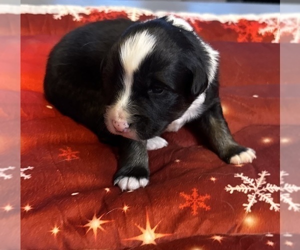 Medium Photo #42 Australian Shepherd Puppy For Sale in SALISBURY, NC, USA