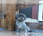 Small #2 Shih Tzu