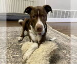 Small #1 Mutt