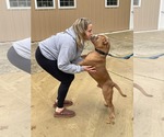 Small Photo #21 American Bulldog-Unknown Mix Puppy For Sale in Derwood, MD, USA
