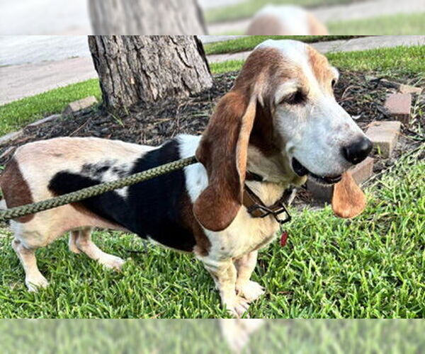 Medium Photo #3 Basset Hound Puppy For Sale in Deepwater, NJ, USA