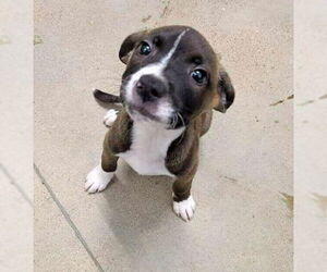 American Pit Bull Terrier-Border Collie Mix Dogs for adoption in Princeton, MN, USA