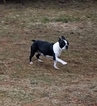 Small Photo #1 Boston Terrier Puppy For Sale in DUNDEE, OH, USA