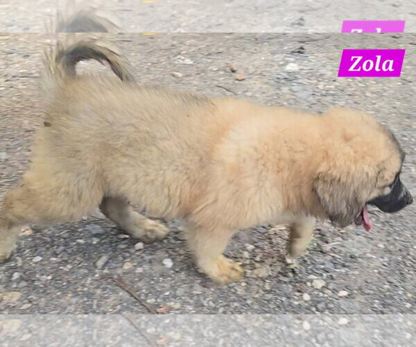 Medium Photo #4 Great Pyrenees-Unknown Mix Puppy For Sale in Alexander, AR, USA