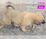 Small #3 Great Pyrenees Mix