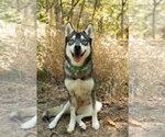 Small #1 Siberian Husky