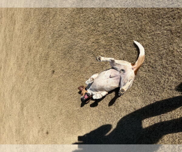 Medium Photo #6 Jack Russell Terrier-Red Heeler Mix Puppy For Sale in Ball Ground, GA, USA
