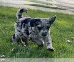 Small Photo #10 Miniature Australian Shepherd-Miniature Bernedoodle Mix Puppy For Sale in BLUE SPRINGS, MO, USA